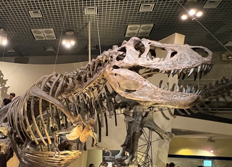 T-Rex全身骨格の写真