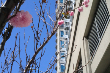 今年一番に咲いた桜は